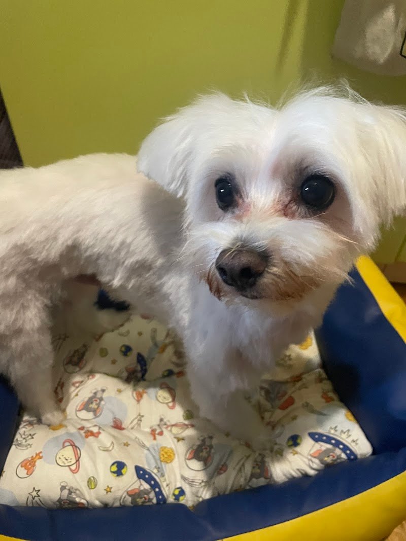 Toeletta da Laura - Foto 4