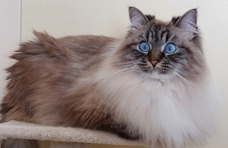 Toeletta da Laura - Foto 5