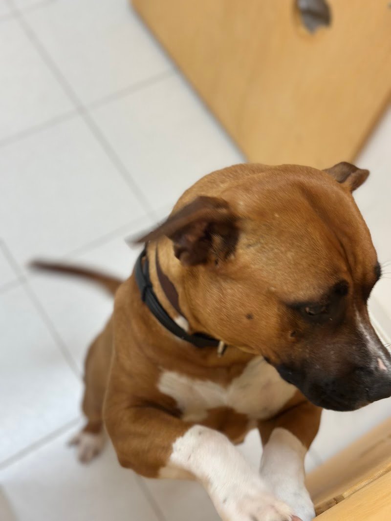 Toeletta da Laura - Foto 6