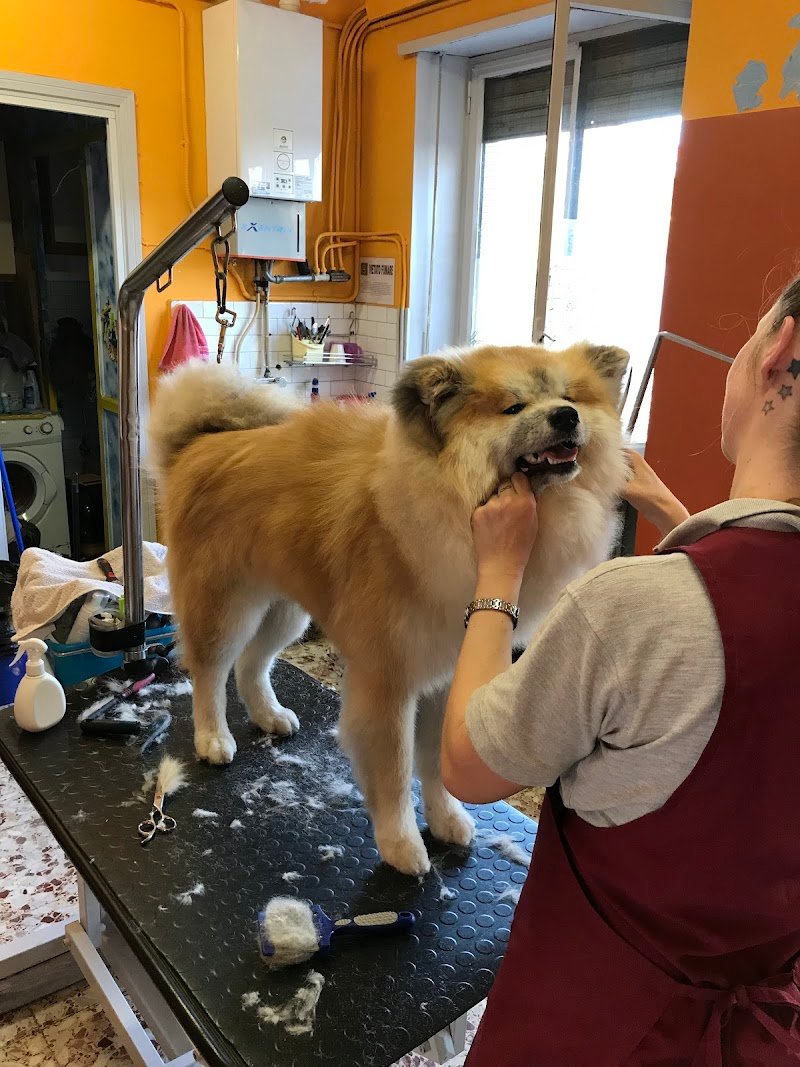 Toeletta Da Snoopy Snc - Foto 2