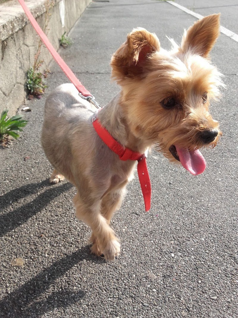 Toeletta Da Snoopy Snc - Foto 3