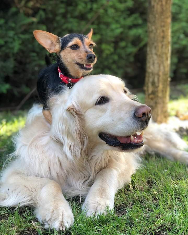 Toeletta Da Snoopy Snc - Foto 4