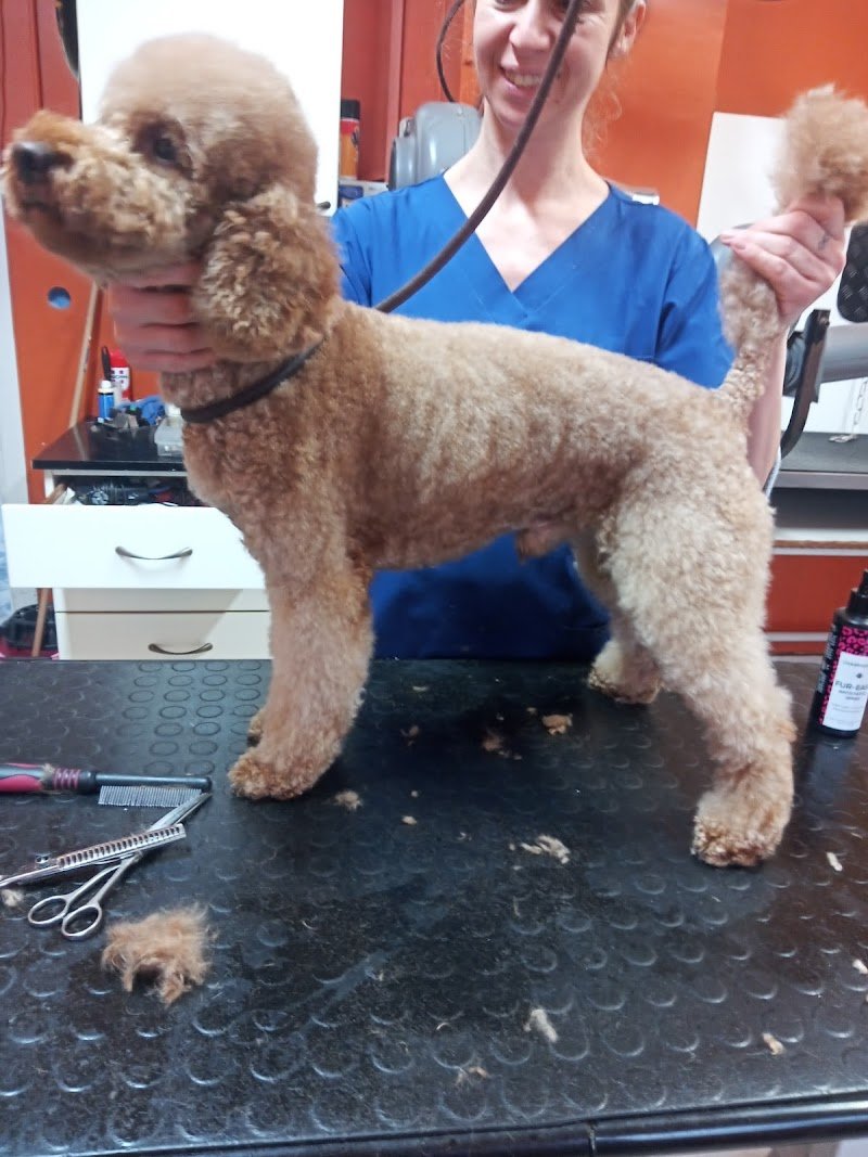 Toeletta Da Snoopy Snc - Foto 5