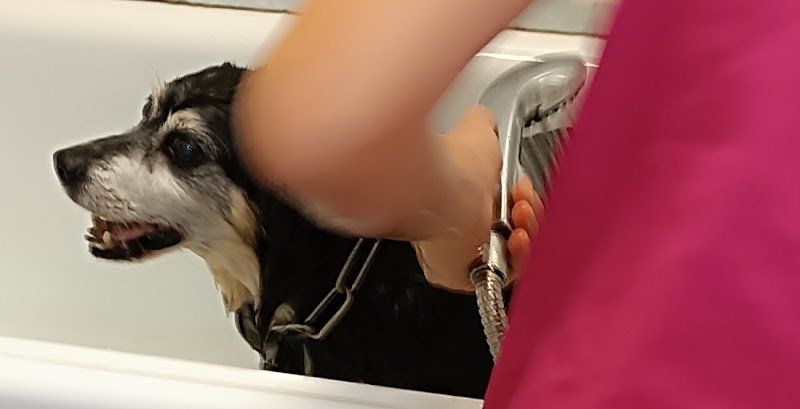 Toeletta Da Snoopy Snc - Foto 6