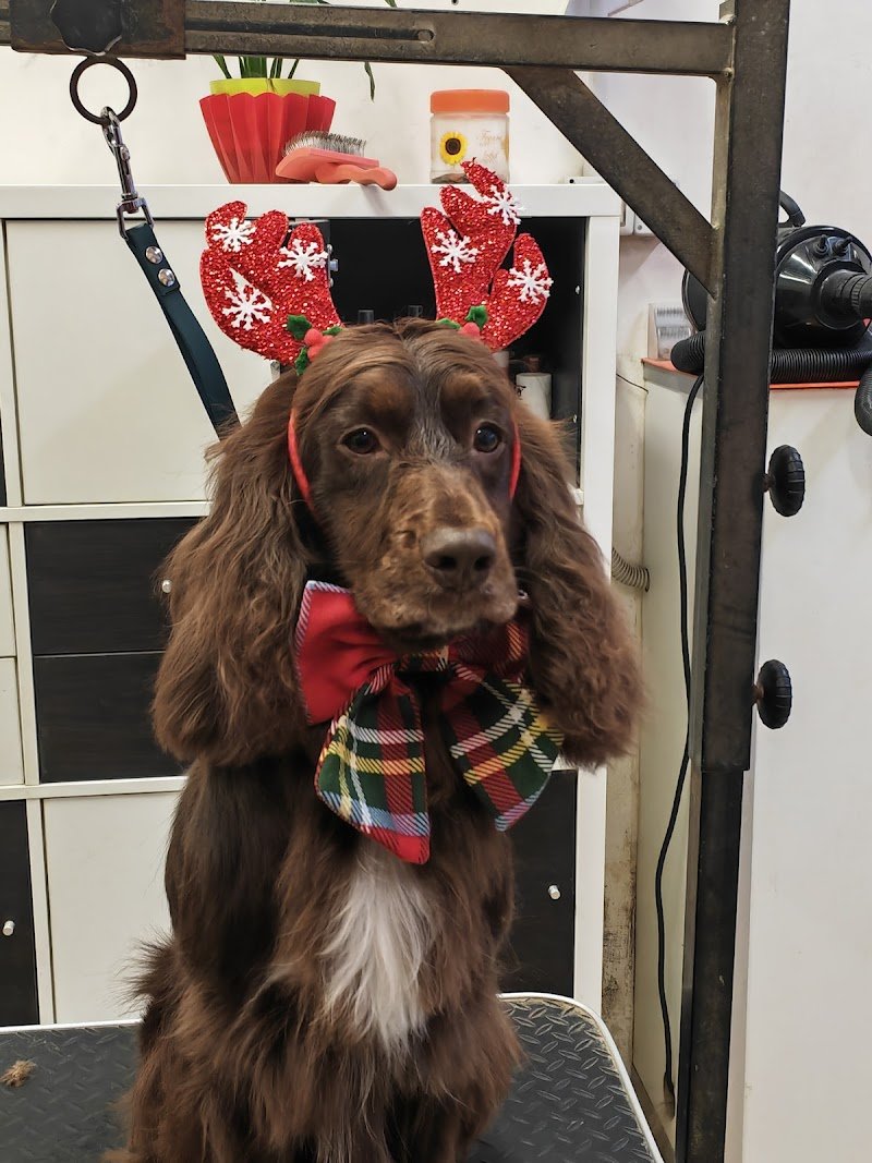 Toeletta Funny Dog di Marco Biscari - Foto 1