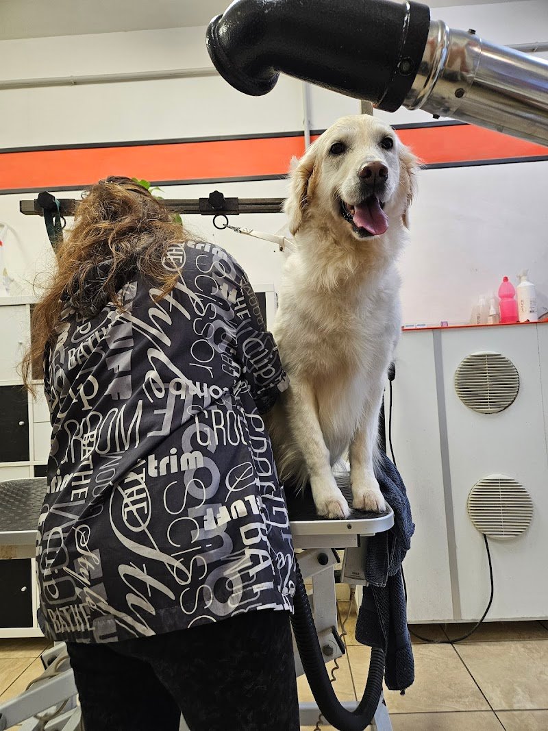 Toeletta Funny Dog di Marco Biscari - Foto 4