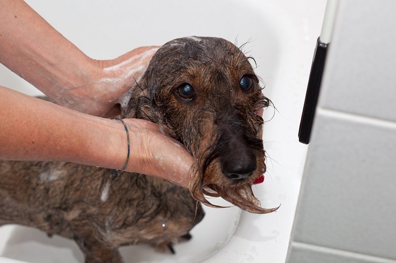 Toeletta Funny Dog di Marco Biscari - Foto 6