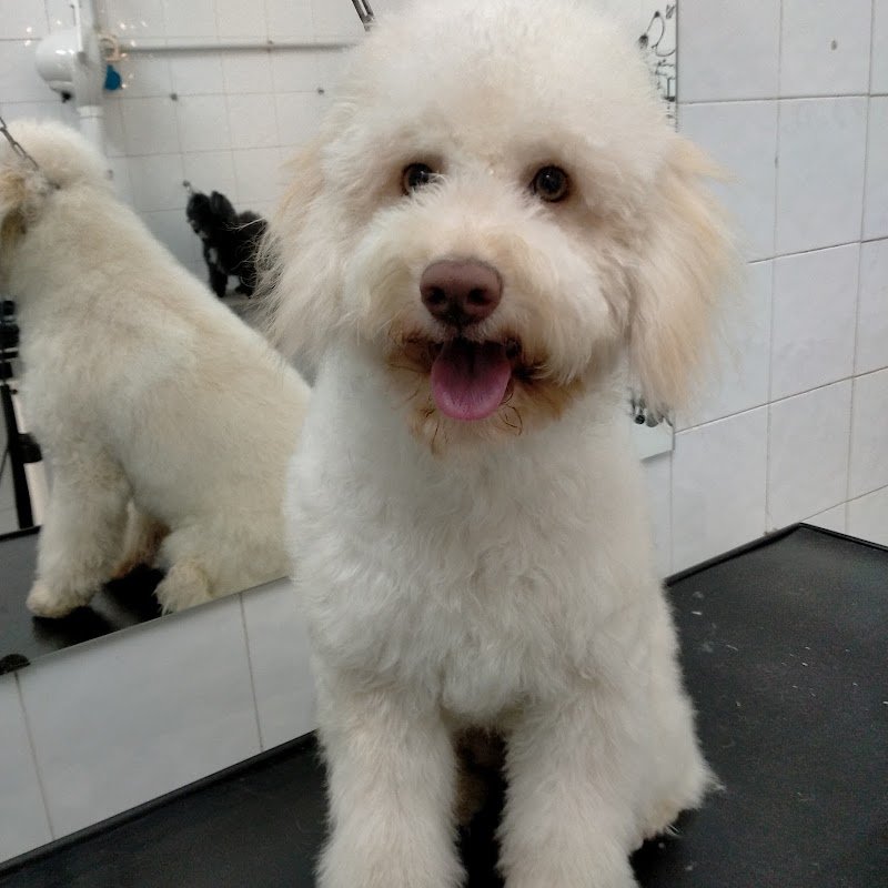 Toeletta Garbatella - Foto 2