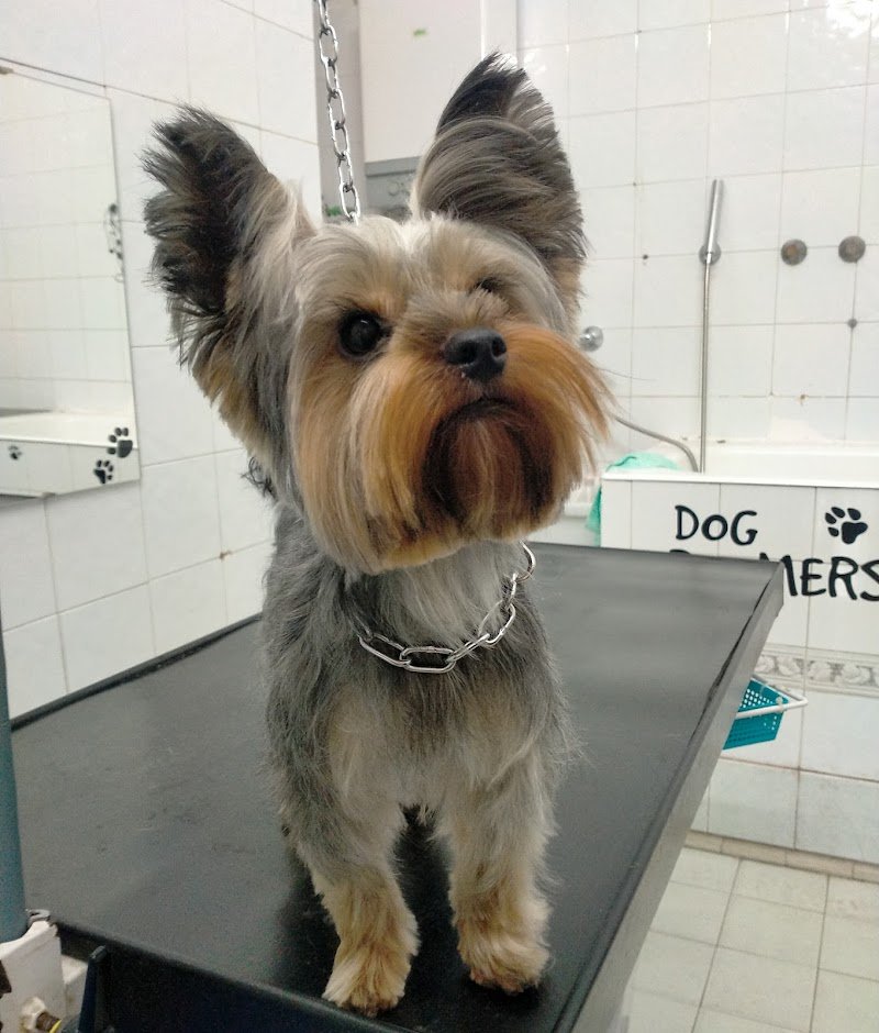 Toeletta Garbatella - Foto 6