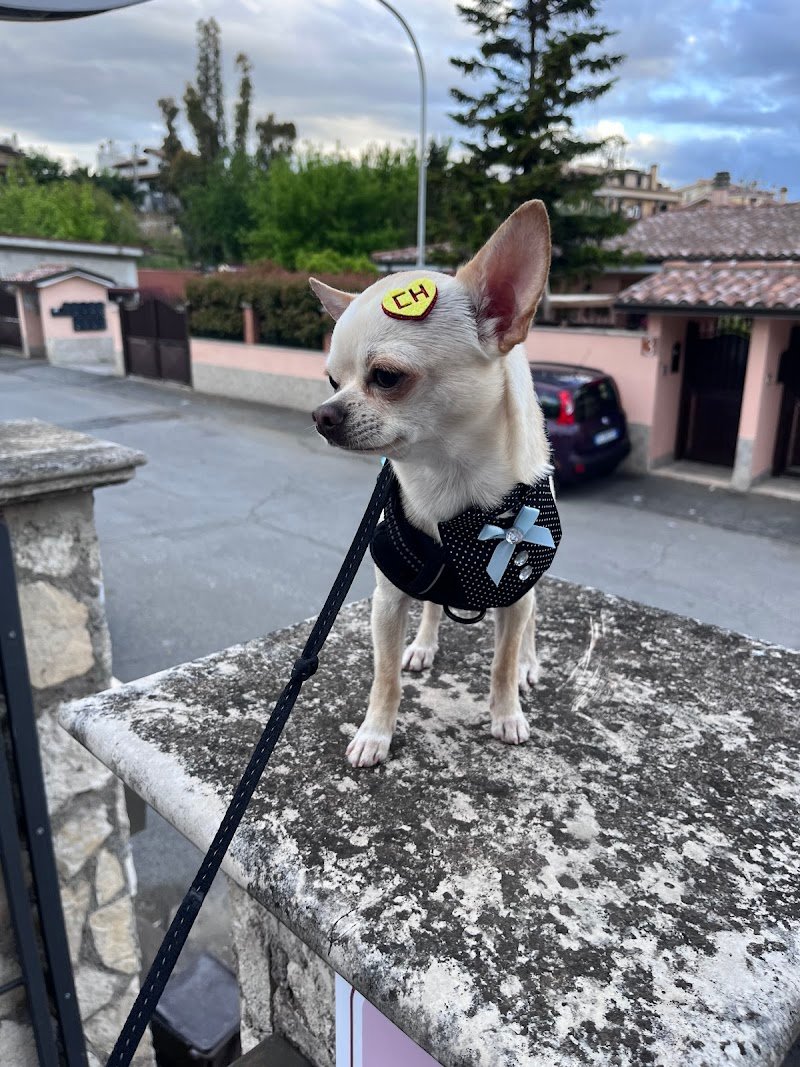 Toeletta Mille Bolle BAU Beauty e SPA - Foto 4