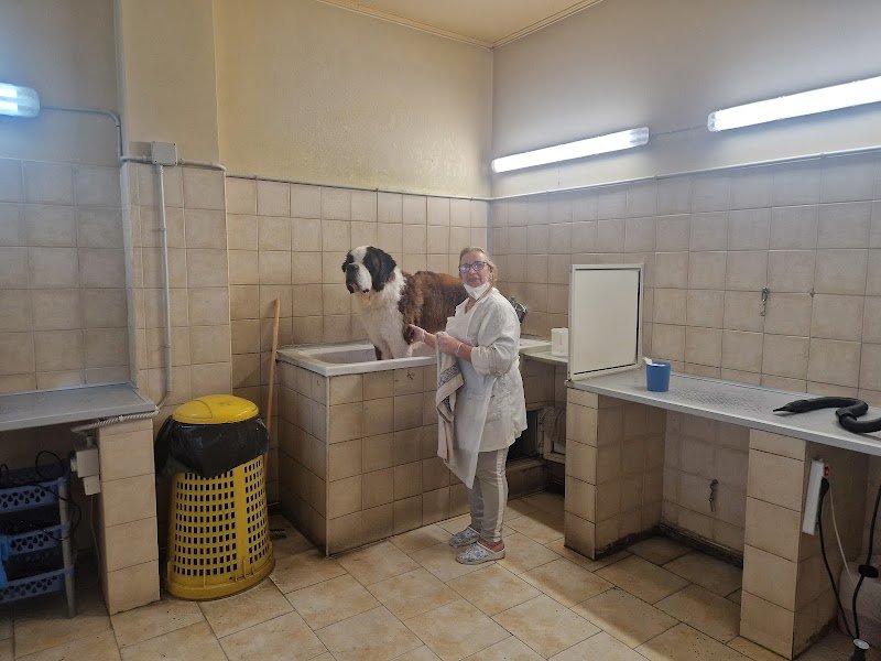 Toeletta Per Cani - Foto 2