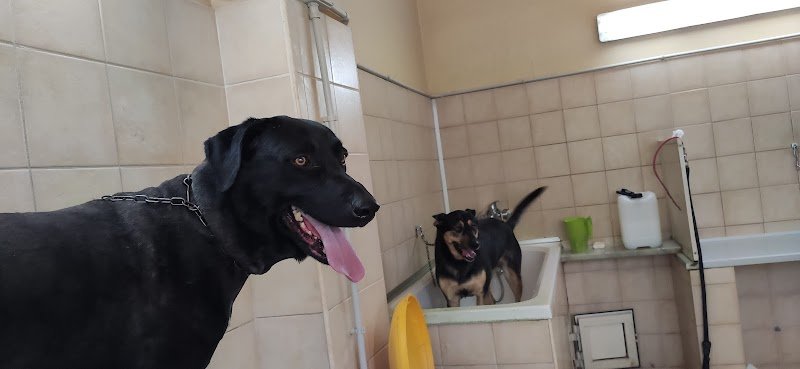 Toeletta Per Cani - Foto 3