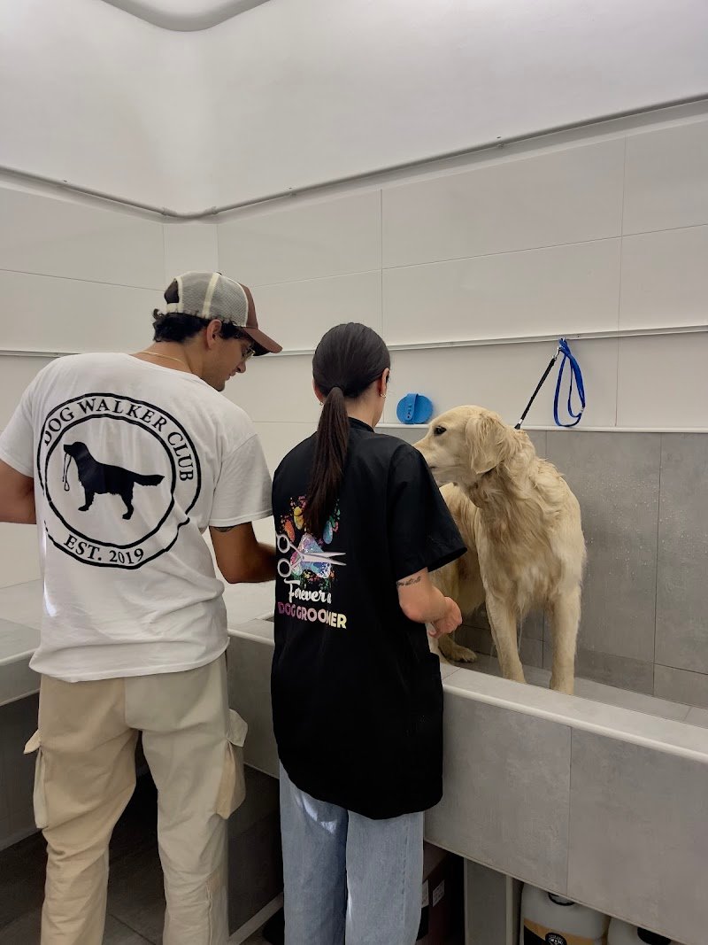 Toeletta & SPA - Dog Walker Club - Foto 1