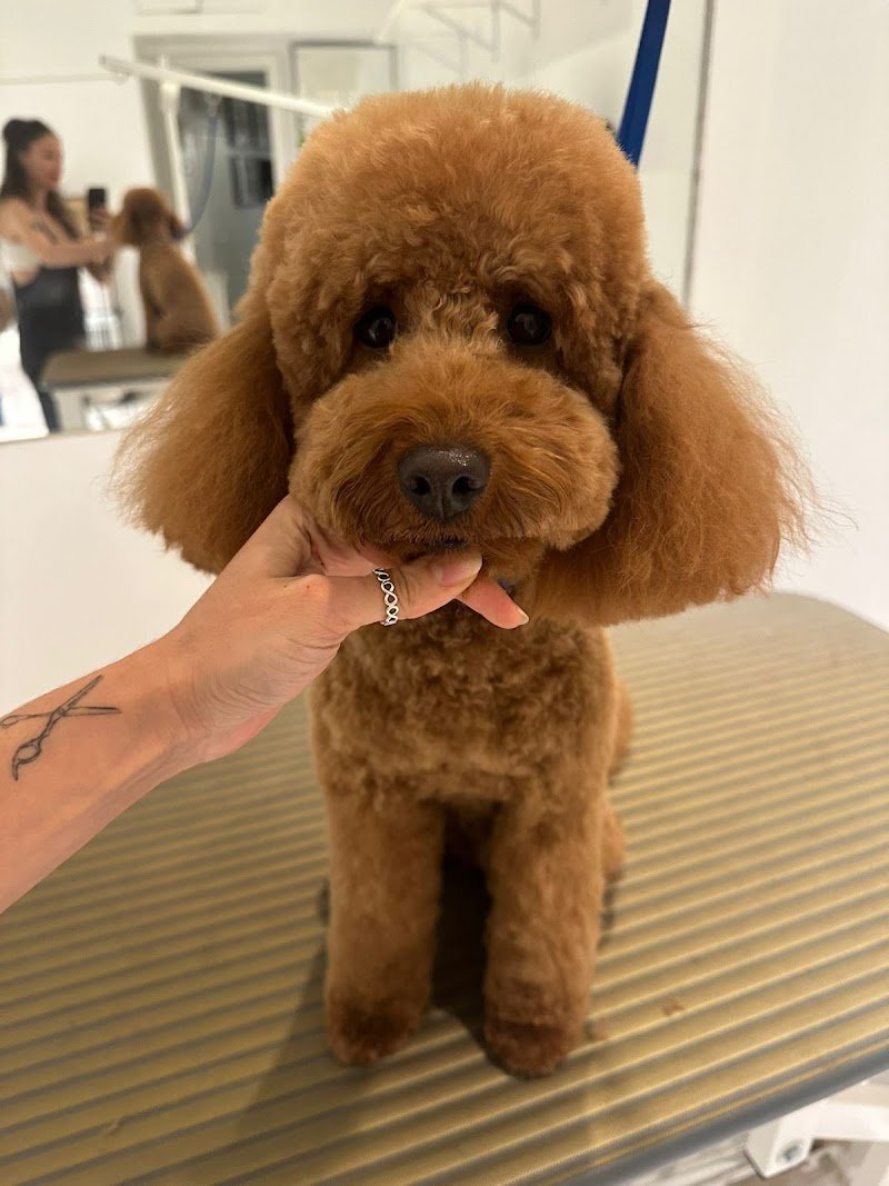 Toeletta & SPA - Dog Walker Club - Foto 2