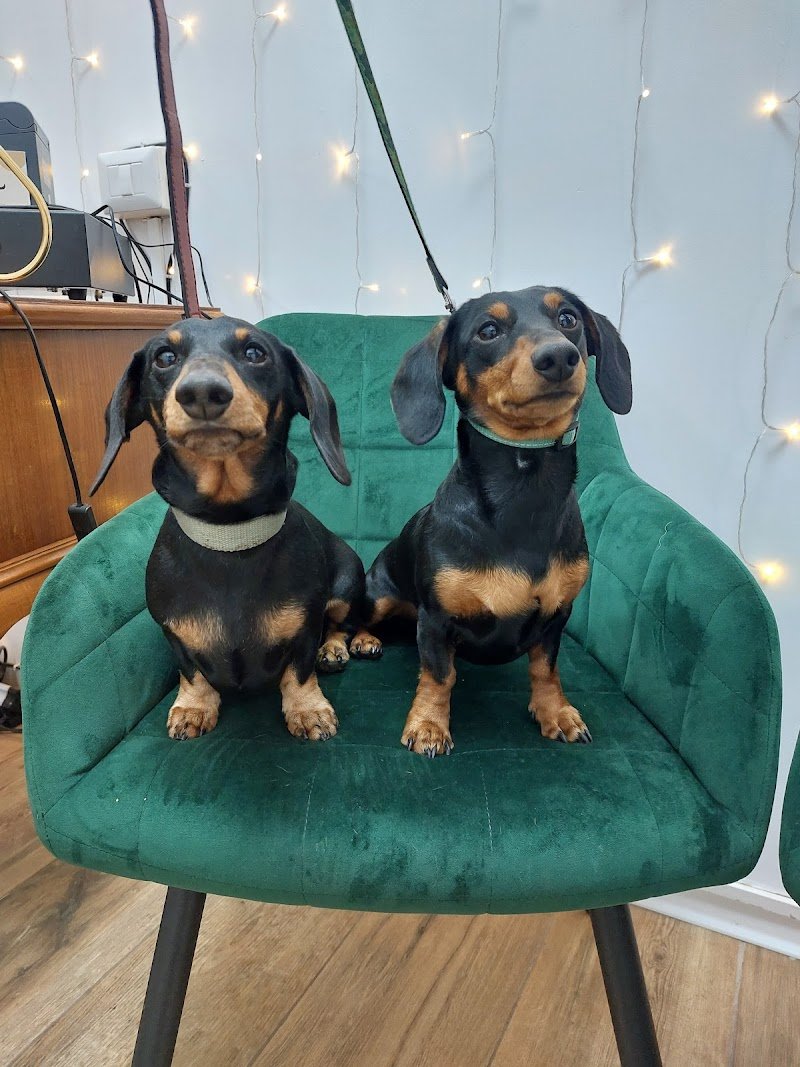 Toeletta & SPA - Dog Walker Club - Foto 4