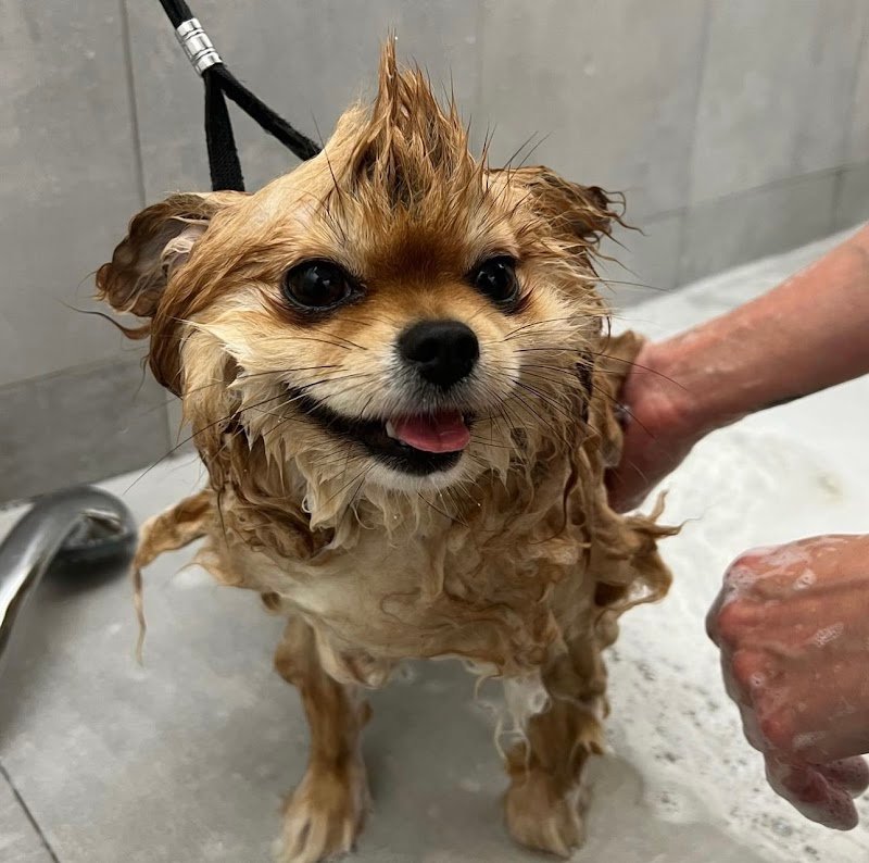 Toeletta & SPA - Dog Walker Club - Foto 5