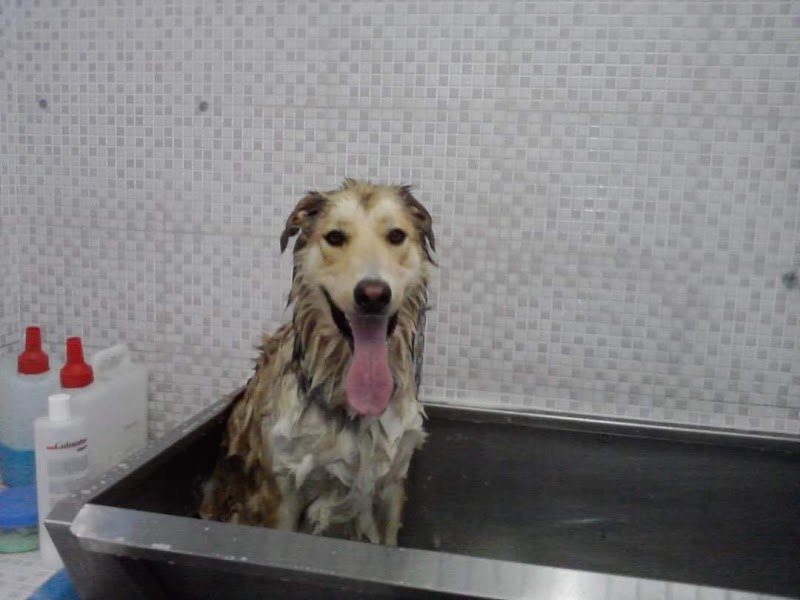 Toeletta Vanity Pet TIVOLI - Foto 2