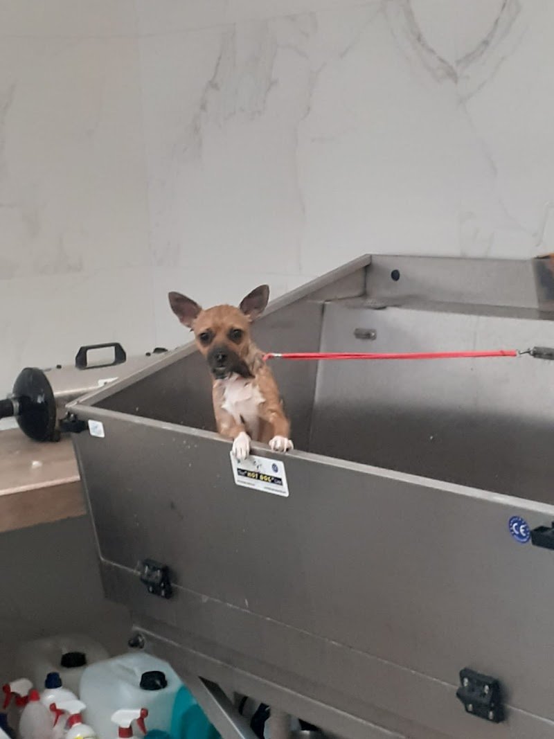 Toeletta Vanity Pet TIVOLI - Foto 3