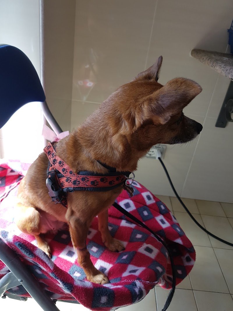 Toeletta Wendy & Pancio - Foto 3