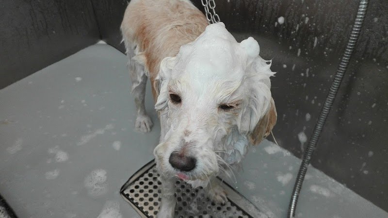 Toeletta Wendy & Pancio - Foto 4