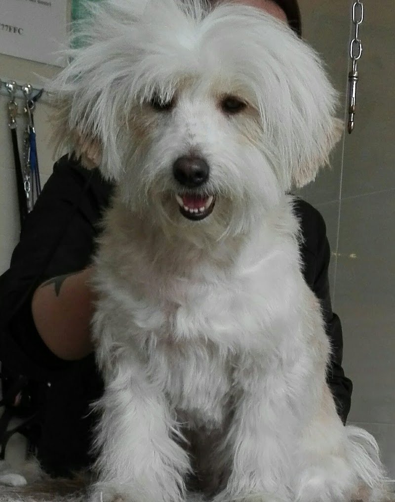 Toeletta Wendy & Pancio - Foto 6