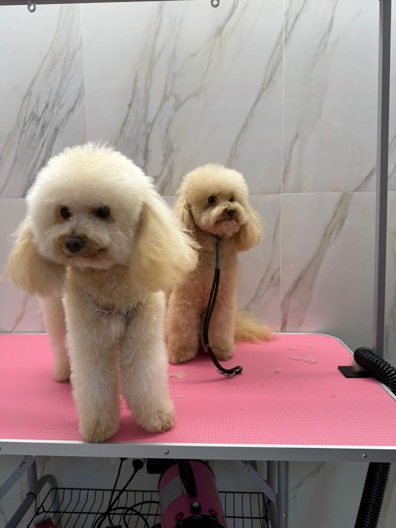 Toelettami The Dog Spa - Foto 3