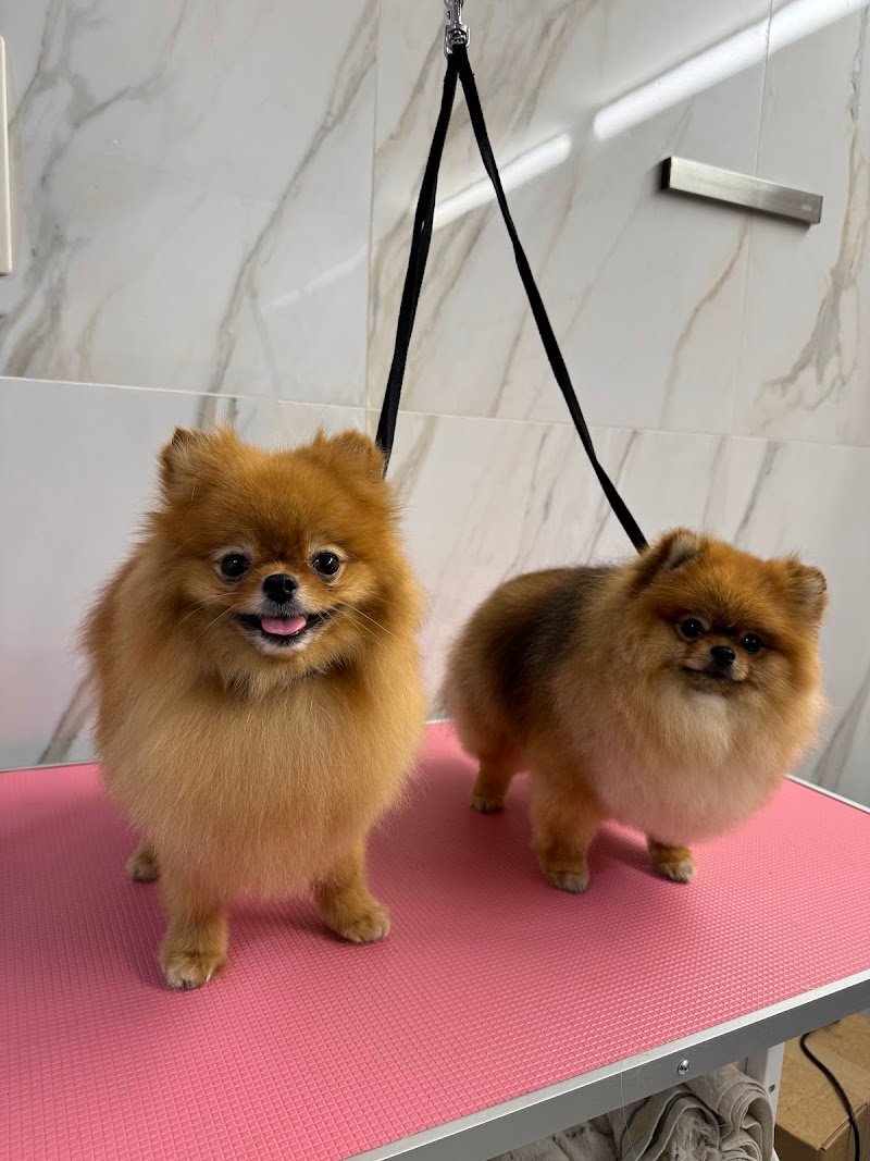 Toelettami The Dog Spa - Foto 4