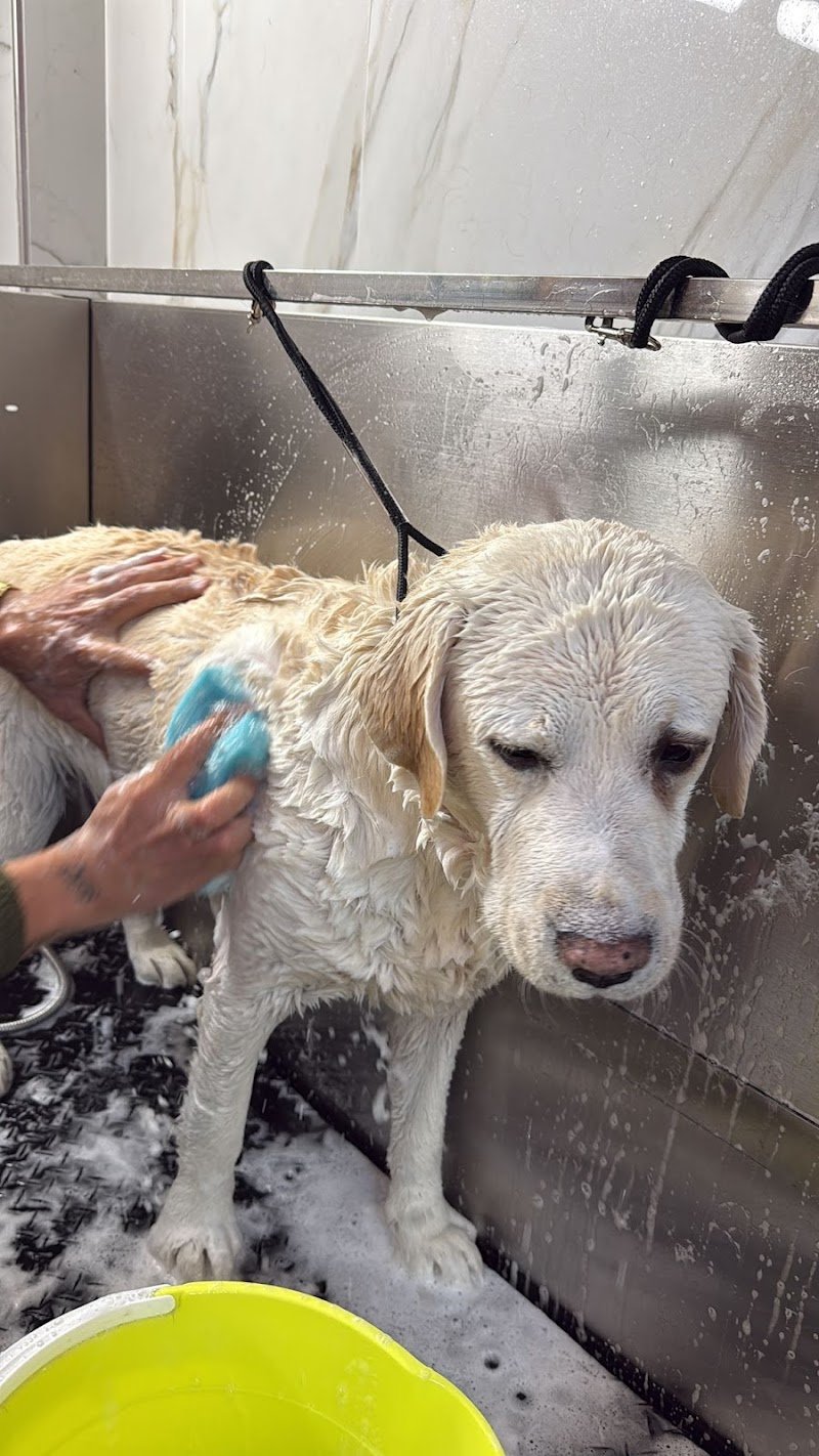 Toelettami The Dog Spa - Foto 6