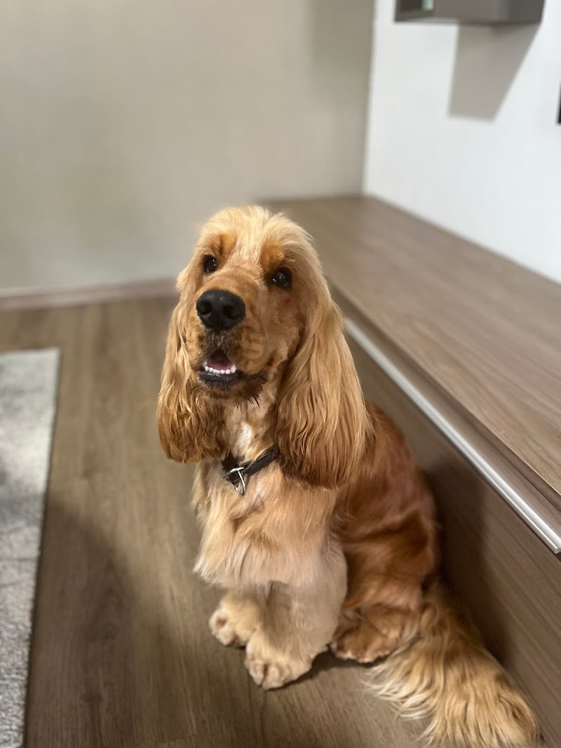 ToelettArt Snc - Foto 2