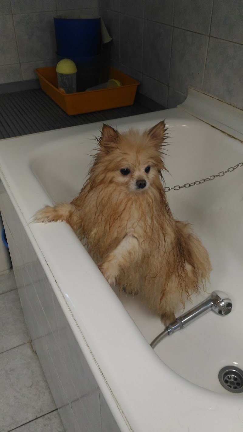 ToelettArt Snc - Foto 5