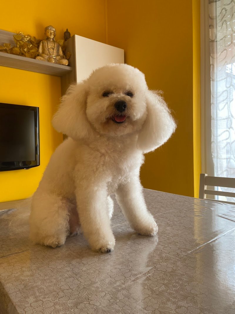 ToelettArt Snc - Foto 1