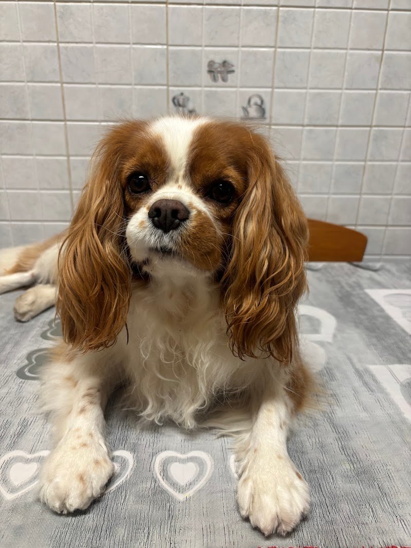 ToelettArt Snc - Foto 2