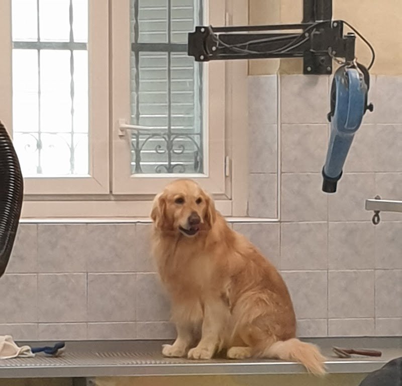 ToelettArt Snc - Foto 3