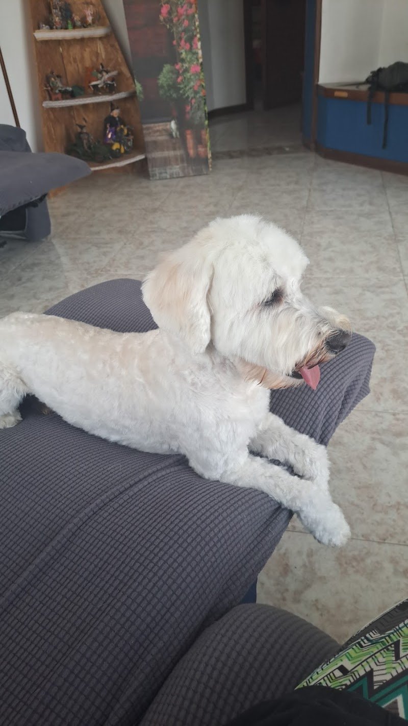 ToelettArt Snc - Foto 6