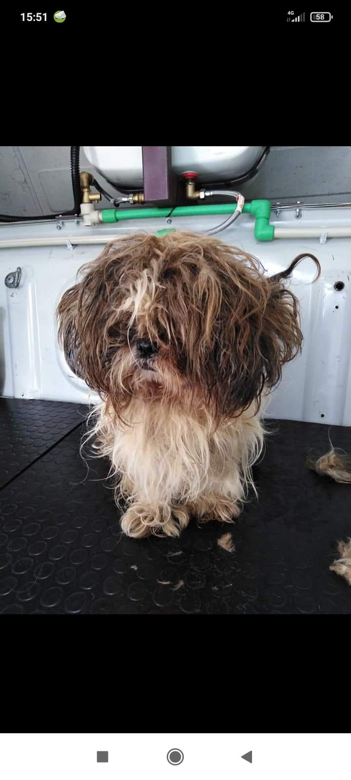 Toelettatore a Domicilio Terni - Foto 2