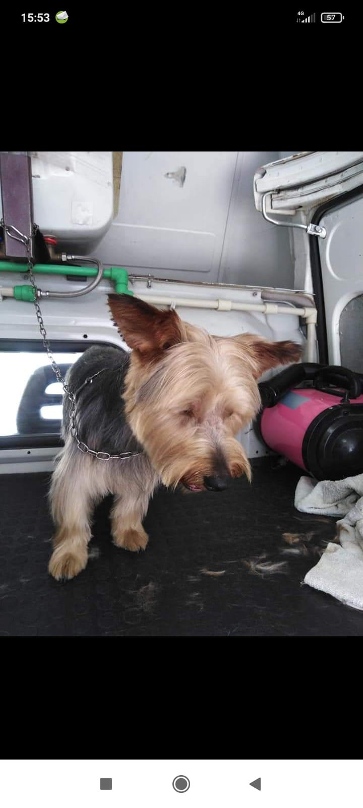 Toelettatore a Domicilio Terni - Foto 3