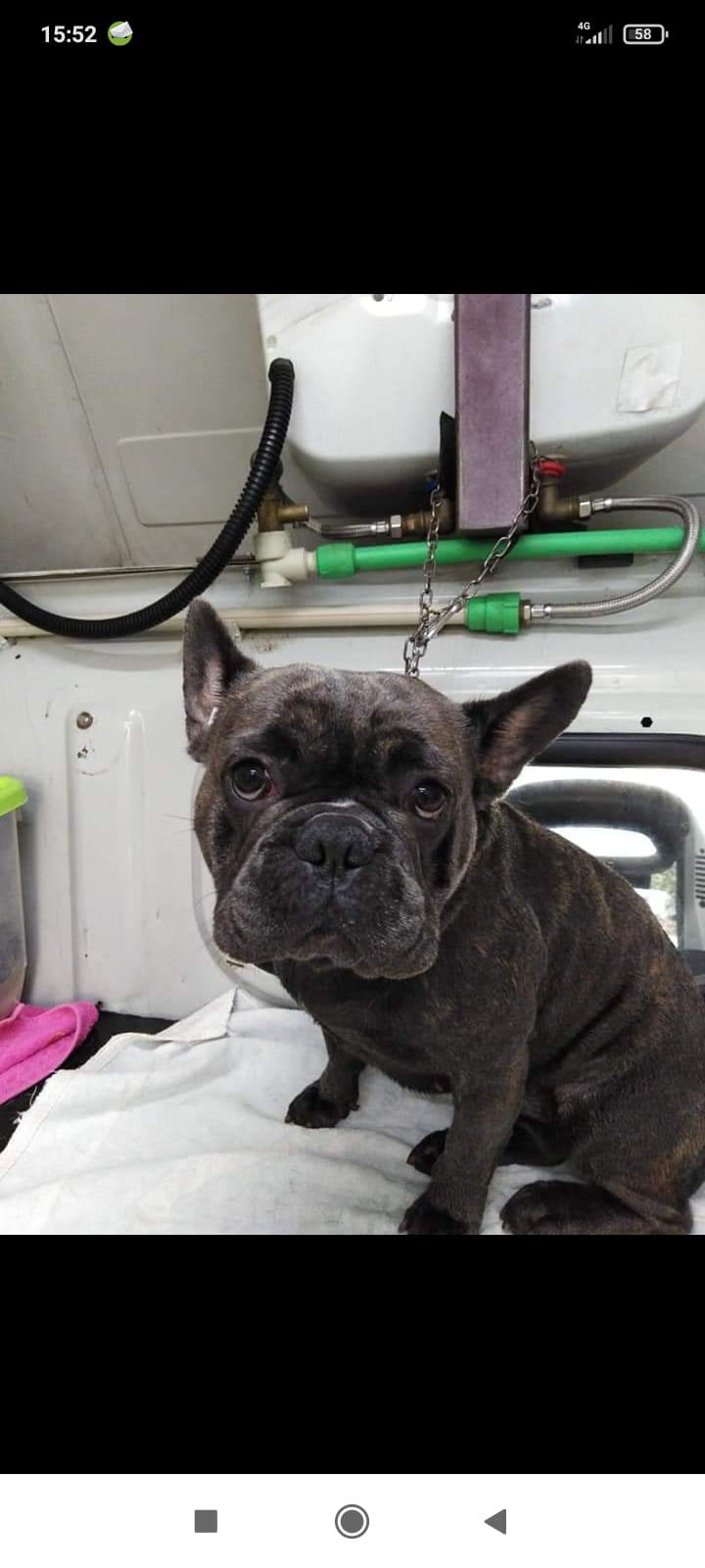 Toelettatore a Domicilio Terni - Foto 4