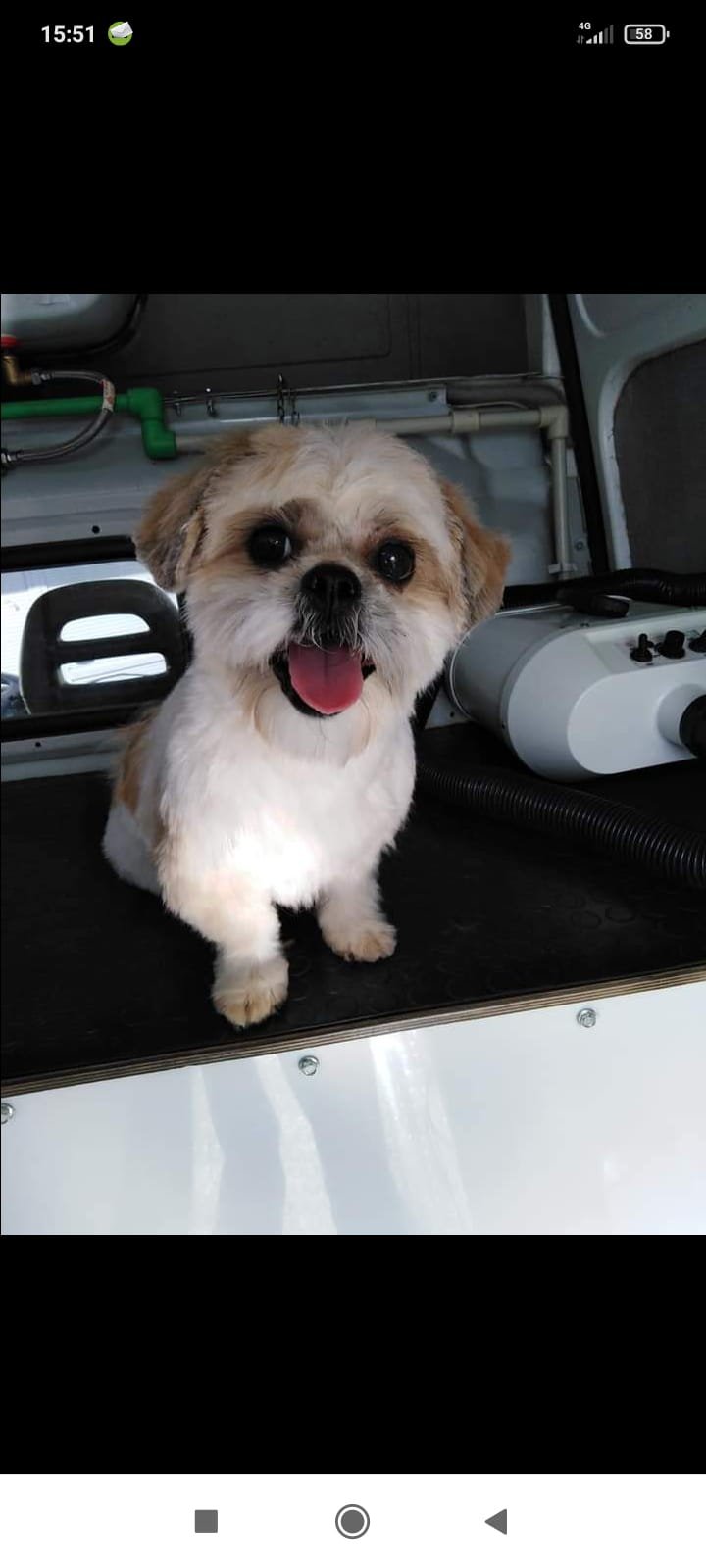 Toelettatore a Domicilio Terni - Foto 5