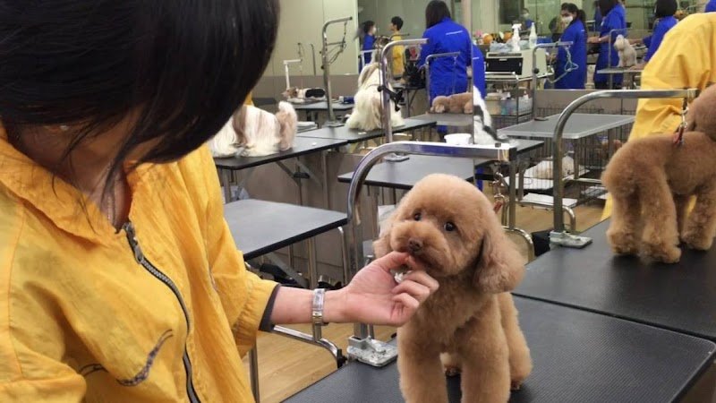 Toelettatore per animali - Foto 1