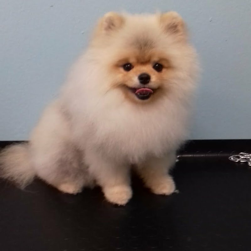 Toelettattura Brescia Amici Animali - Foto 2