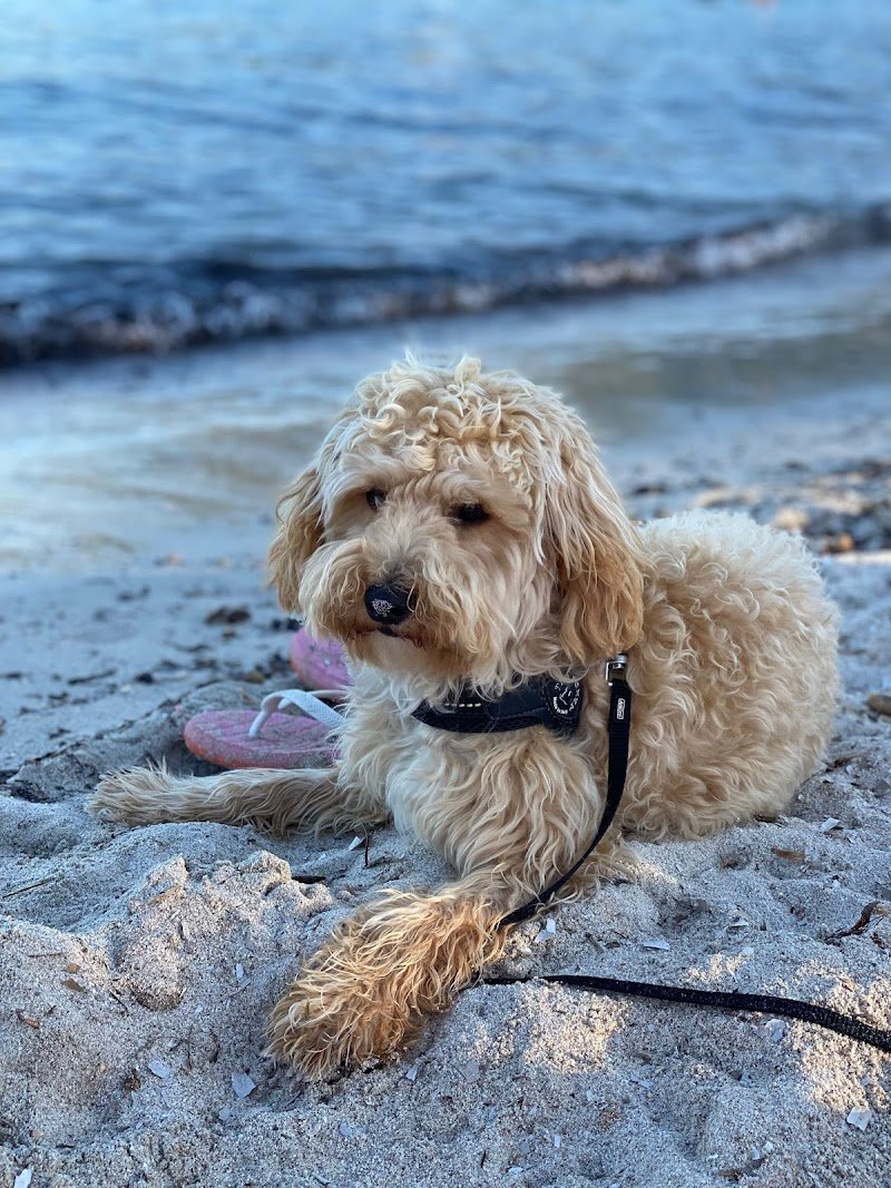 Toelettattura Brescia Amici Animali - Foto 3