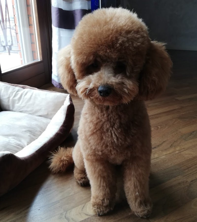 Toelettattura Brescia Amici Animali - Foto 4