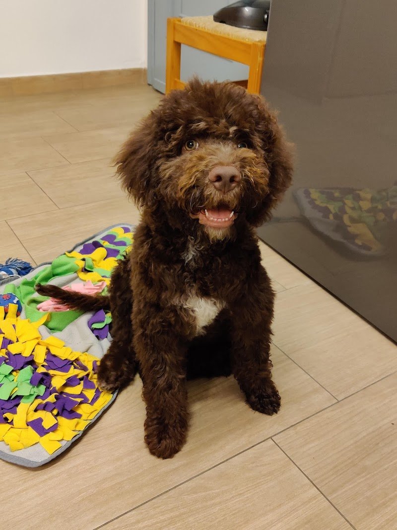 Toelettattura Brescia Amici Animali - Foto 5