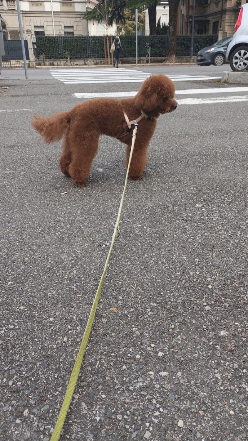 Toelettattura Brescia Amici Animali - Foto 6