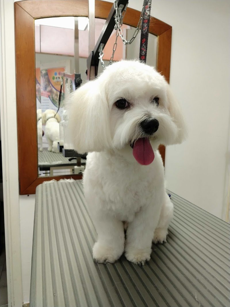 Toelettatura a Silea di Treviso "Il Giardino di Laura" - Foto 2