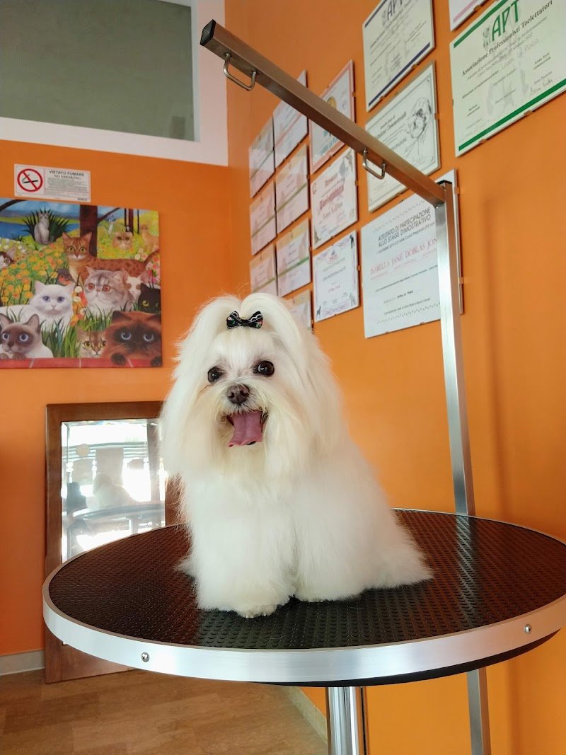 Toelettatura a Silea di Treviso "Il Giardino di Laura" - Foto 5