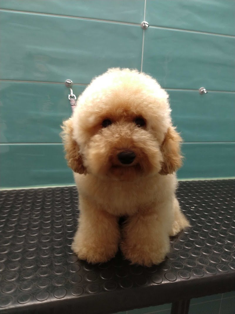 Toelettatura a Silea di Treviso "Il Giardino di Laura" - Foto 6