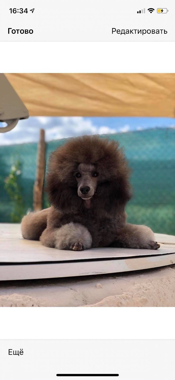 Toelettatura AcquAzzurra - Foto 1