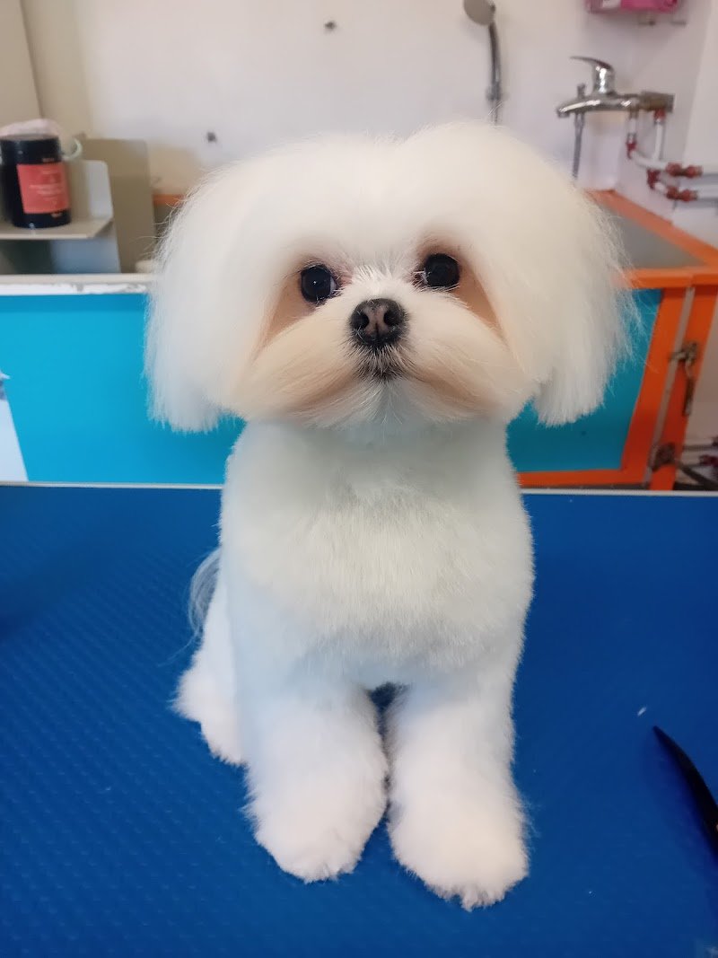 Toelettatura AcquAzzurra - Foto 2