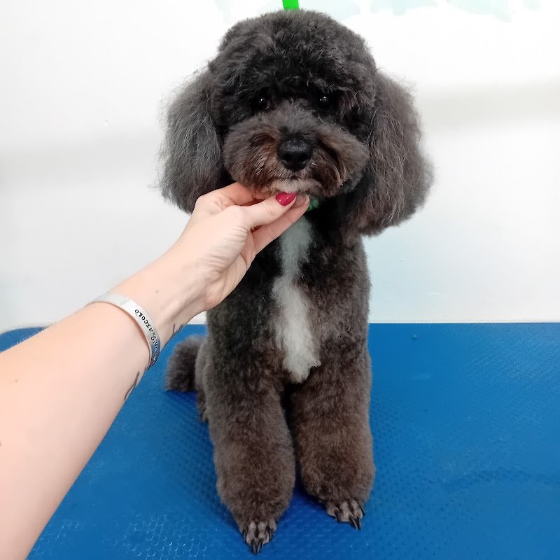 Toelettatura AcquAzzurra - Foto 3